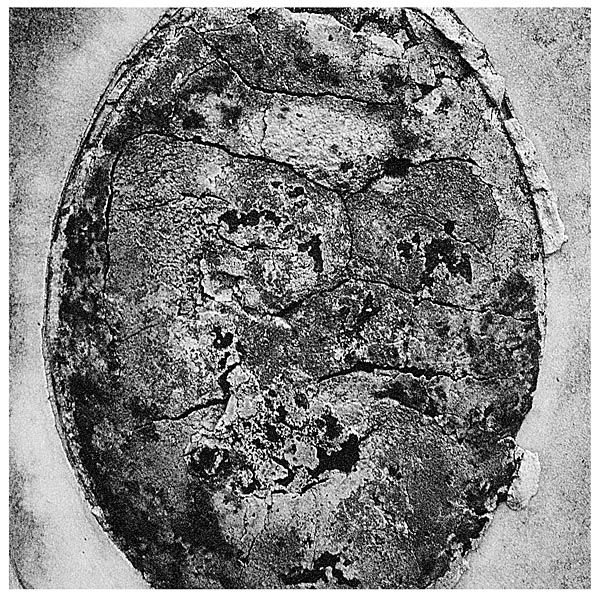 Andrew Polushkin, Memory Erosion